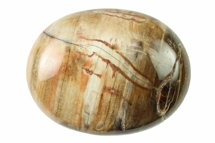 1.7" Petrified Wood Pocket Stones  - Photo 1